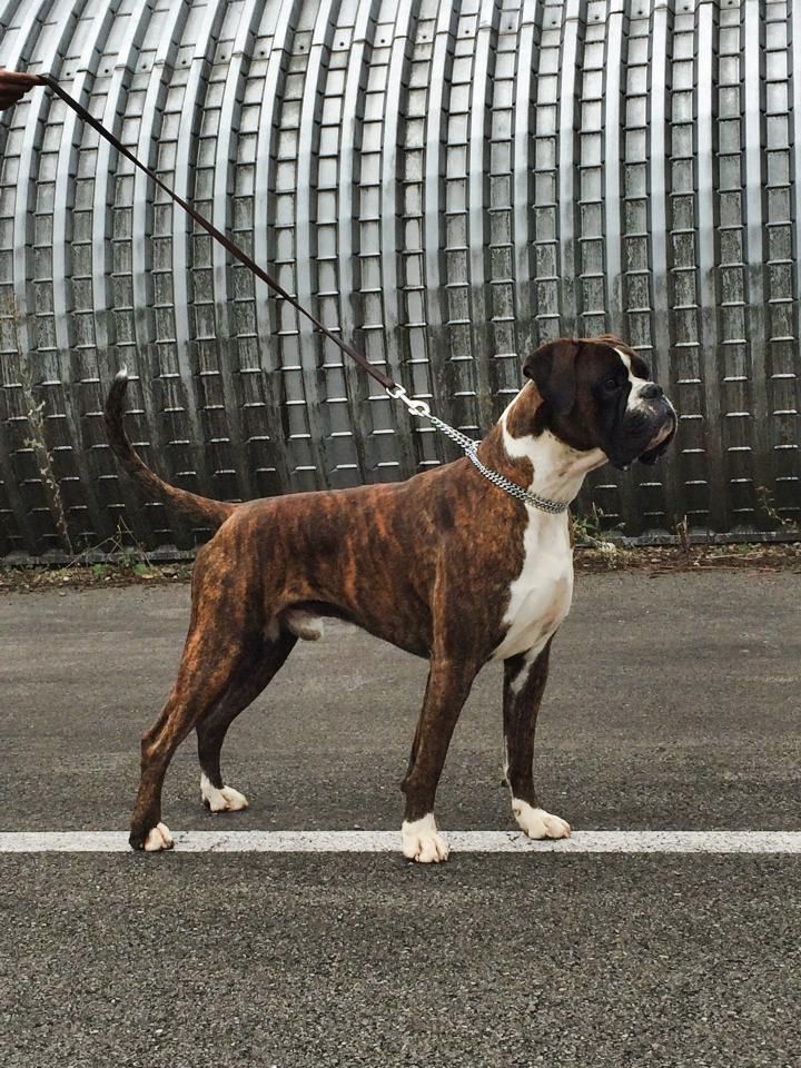CH. Gino dit gusto of gypsy the dog at golden eyes